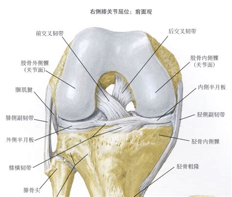 科普：前交叉韧带是什么？它为什么如此重要？ 知乎