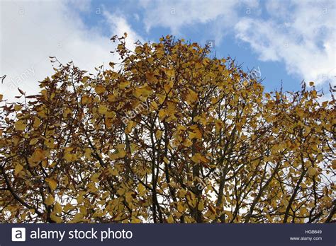 Walnut Tree Leaves Hi Res Stock Photography And Images Alamy