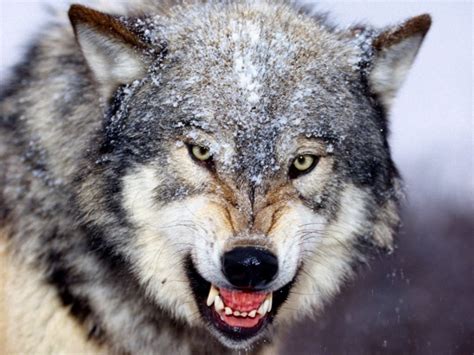 287 81 leaves ice frost. 3d wolf Photos | HD Wallpapers Pics