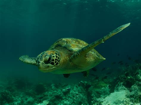 Sea Creatures With Incredibly Long Lives