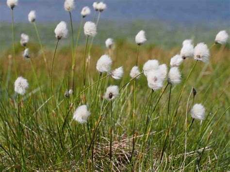 Eriophorum Scheuchzeri White Cotton Grass Artisan Aquatics