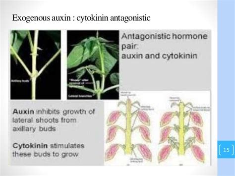 Plant Growth Hormonesauxin And Cytokinin