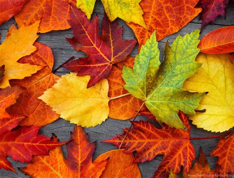 Other Autumn Leaves Colorful Wood Fall Wallpapers Hd For High