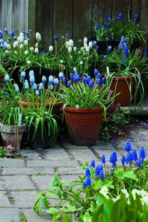 Muscari Grape Hyacinth In Pots So Pretty Spring Blooming