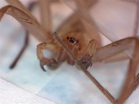 Titiotus Spider A Non Toxic Brown Recluse Look Alike Foothill