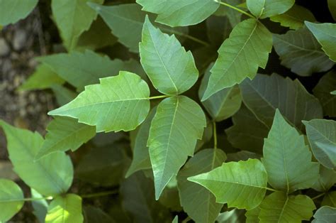 How To Get Rid Of Poison Ivy Remove This Weed For A Safer Garden