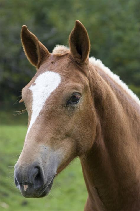 Dunn Horse Head Shot Stock Image Image Of Gelding Whiskers 15572547