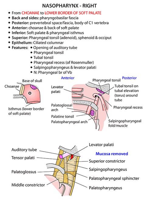 Instant Anatomy Head And Neck Areasorgans Pharynx Nasopharynx