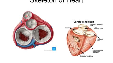 Cardiac Muscle Anatomy And Physiology Youtube