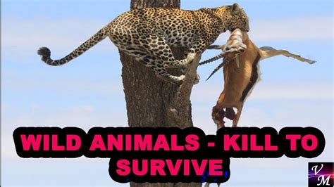 Wild Animals Kill To Survive Part 1 Youtube