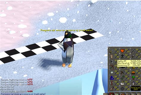 100 Laps With Penguin Facts Daily Until Agility Pet Day 30 R2007scape