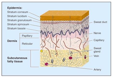 Skin Anatomy 101 Skin Anatomy Skin Layers Skin Tissue