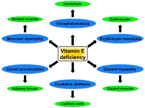 Functions Of Vitamin E In Fertility