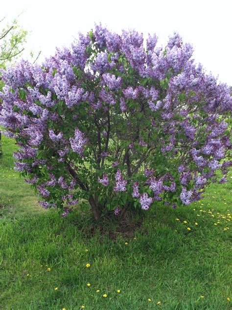 14 Beautiful And Fragrant Types Of Lilac Artofit