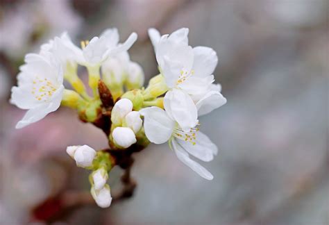 Free Images Flower White Spring Petal Cherry Blossom Flowering