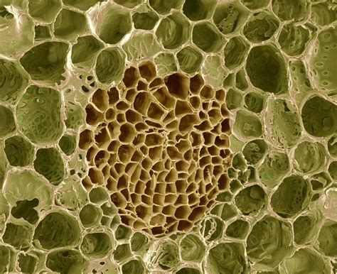 Xylem And Phloem Plant Tissue Sem Photograph By Steve Gschmeissner