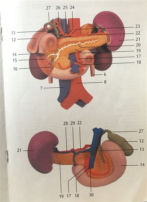 Pancreasduodenum Diagram Quizlet