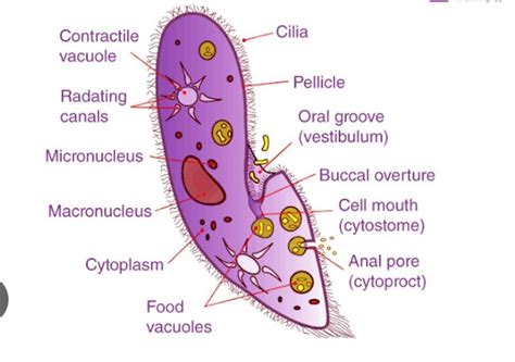 Paramecium Reproduces By A Binary Fission B Transverse Fission C