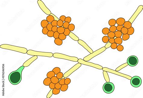 Candida Albicans Yeasts The Causative Agent Of Candidiasis Scientific