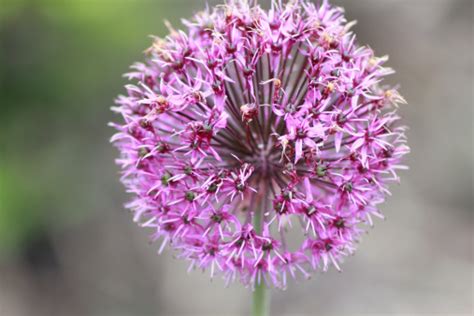 Round Purple Pom Pom Flower Stock Photo Download Image Now Istock