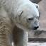 The Worlds Saddest Polar Bear Needs To Be Saved  E Online