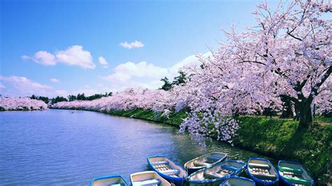 Wallpaper Reflection Sakura Blossom Boat Clouds