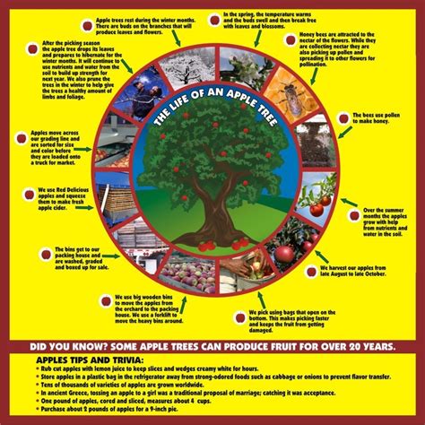 The life cycle of a tree is under focus here as we seek to discuss the various stages a. Classroom Resources - Fifer Orchards Farm and Markets