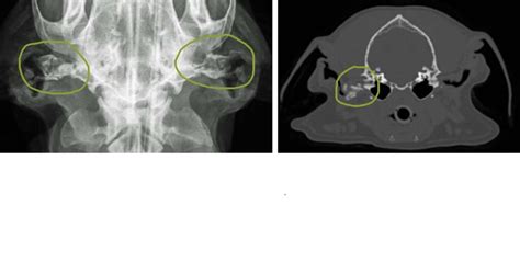 Recurrent Ear Infections Otitis Externa The Skin Vet