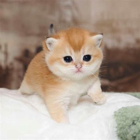What Is The Cutest Cat In The World Here Are The Cutest Cat Breeds