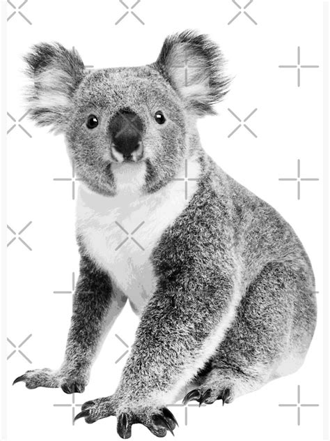 Cute Koala Portrait Black And White Australian Wildlife Aussie T