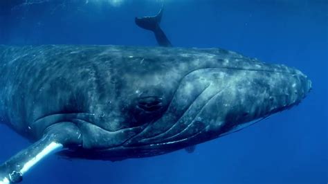 humpback whales buckelwale im pazifik trailer humpback whales buckelwale im pazifik