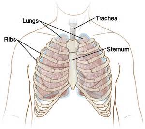 The rib cage is composed of the sternum and twelve paired ribs with their costal cartilages, which are anchored posteriorly from the 1st to the 12th thoracic. Chest Contusion