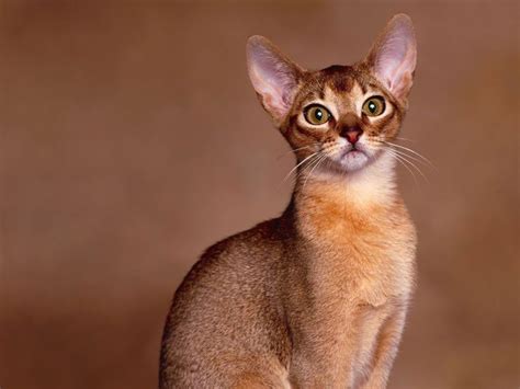 Hypoallergenic Cats Abyssinian Cats Oriental Shorthair Cats Cat Breeds
