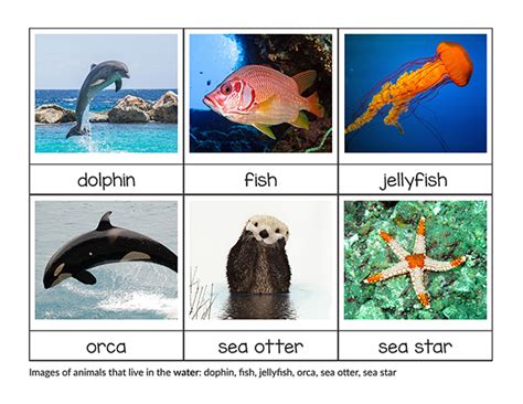 Ocean Habitat Animals List