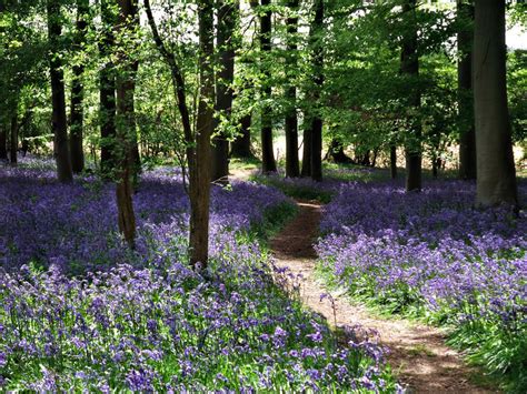 Bluebell Woods Country Landscape Canvas Pictures Wall