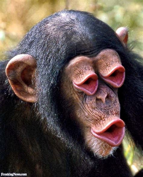 Monkey Mouth Eyes 43516 800×991