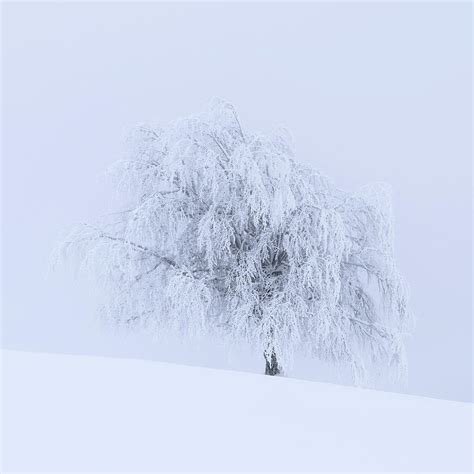 Solitude Tree Winter Photography Fine Art Print Photo Landscape