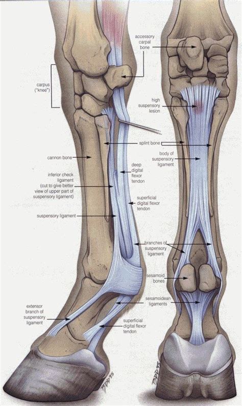 Stand up your bone sections in a shallow ba. Leg anatomy, Anatomy and Horses on Pinterest