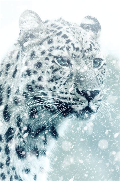 Wallpaper Id 578489 Cold Snowflake Animals In The Wild Realistic