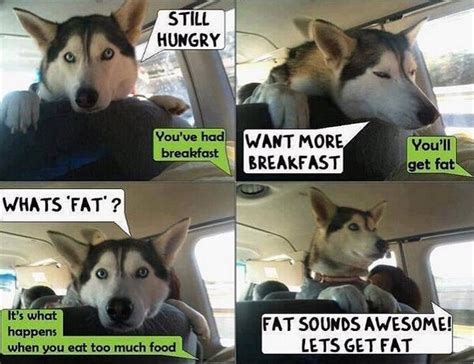 17 Funny Memes With Husky Pettime