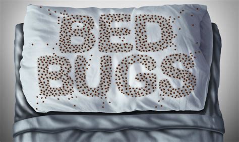 The 15 Surprising Ways Bed Bugs Travel Slideshow The Active Times