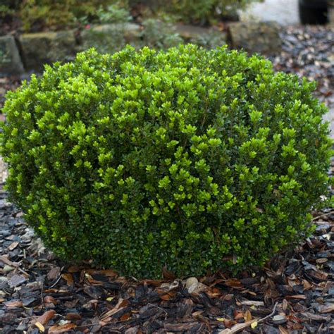 Buxus Microphylla Var Japonica Baby Gem Baby Gem Boxwood From Prides