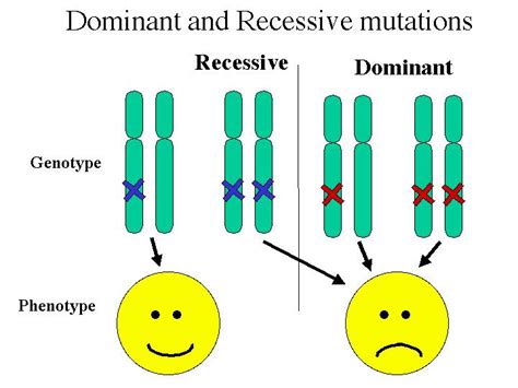 What Are Dominant And Recessive Alleles Yourgenome Images And Photos