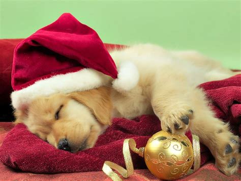 Our dogs come from english cream lines, medium to light, blockier head breeds. Golden Retriever Puppies Christmas - www.proteckmachinery.com