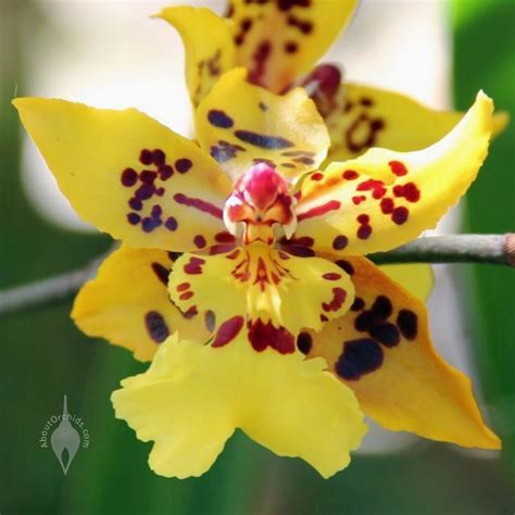 Aboutorchids Blog Archive Spring Orchid Checklist Oncidium Orchids Orchids Oncidium