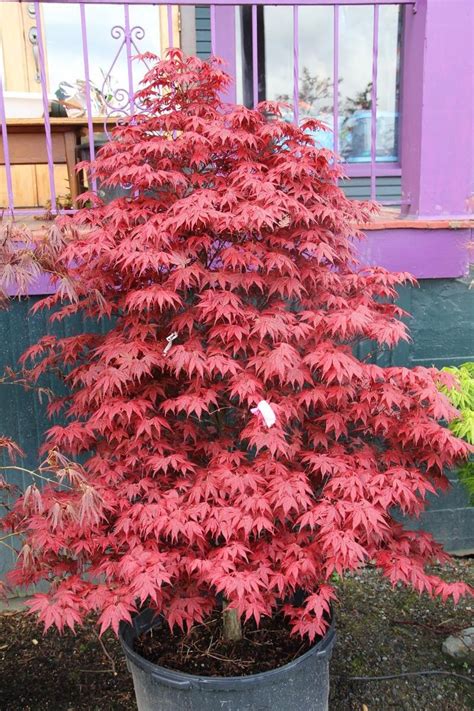 22 Rhode Island Red Maple Plants Corinnewiktoria