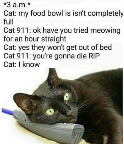 Cat Logic Meme By Graknok Memedroid