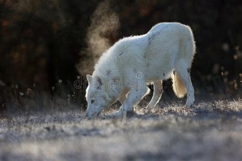 The Hudson Bay Wolf Canis Lupus Hudsonicus Subspecies Of The Wolf Canis