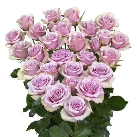 Leila® Interplant Roses