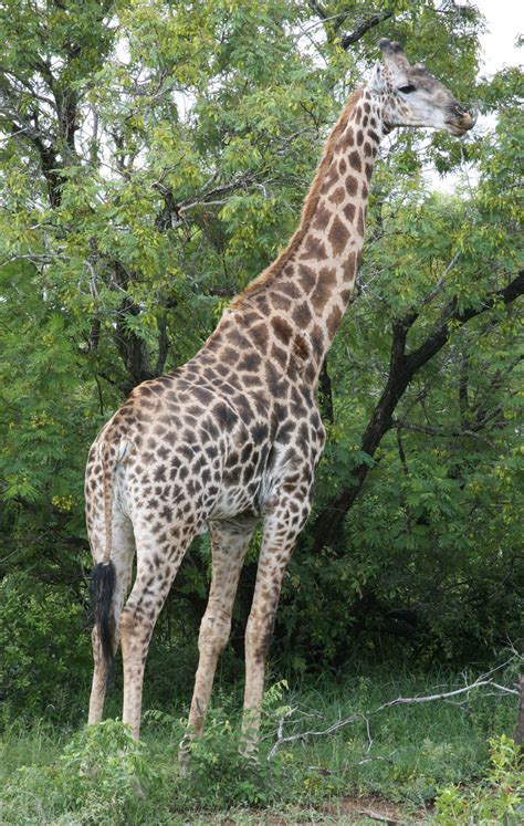 Giraffe Naturerules1 Wiki Fandom